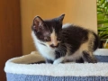 Малки котенца търсят дом, снимка 11