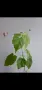 Абутилон, Abutilon Victorian Lady, снимка 3