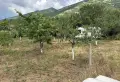 ПРОДАВА СЕ ЛОЗЕ , снимка 9