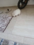 Mini Pomeran, снимка 7