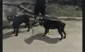 Кане Корсо бебе, снимка 4