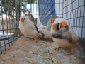продавам млади финки, снимка 4