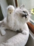Ragdoll рагдол/регдол  котe , снимка 8