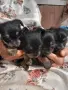 Продавам чорки 3 женски и едно момче. , снимка 1