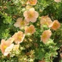 Потентила, Potentilla fruticosa 'Daydawn', студоустойчива и многогодишна, снимка 4