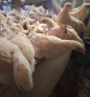 Продавам петли на 3 месеца, снимка 2