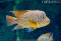 Geophagus Brasiliensis, снимка 1