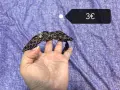 Диадеми и скрънчита, различни, снимка 7