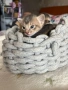 Абисинско котенце – момче, цвят Fawn (Фавн), снимка 6