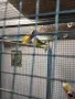 продавам няколко вида амадини, снимка 3