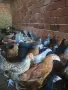 ТОКАЧЕТА и пилета кръстоски, снимка 6