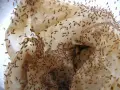 Нелетящи дрозофили/ плодови мушици (Drosophila hydei), снимка 2