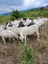 Продавам овце и кози, снимка 1