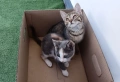 Подарявам две малки котенца - Мелиса и Щефи, снимка 2