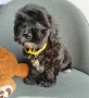 Shih poo/Mini poodle , снимка 1