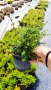 Лоницера, Lonicera nitida Elegant, снимка 6