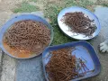 Стари ръждясали пирони безплатно, снимка 2