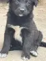Две мъжки кученца каракачанска овчарка, снимка 4