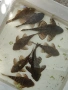 L 397 Pleco Alenquer Tiger ( Panaqolus sp.) , снимка 3