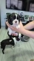 Бостън Териер , снимка 4