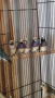 Гулдови амадини!!!, снимка 4