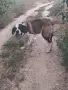 Санбернар мъжки късокосмес за разплод., снимка 2