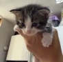 Котенца си търсят дом!, снимка 2