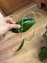 Hoya Хоя Hanhiae Yellow, снимка 2
