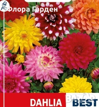 БЕГОНИЯ и ДАЛИЯ - Грудки - 20 % от посочените цени, снимка 3 - Сортови семена и луковици - 49235759