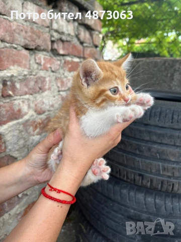 Подарявам малки котенца, снимка 5 - Други - 55125741