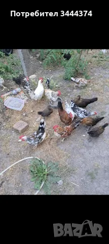 Prodavam dekorativni pileta