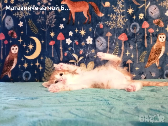 Коте за осиновяване, снимка 2 - Други - 54978668