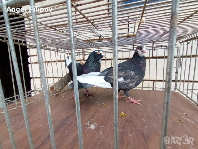 пазарджишки високолетци , снимка 8 - Гълъби - 54948339