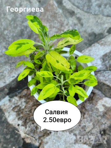градински растения , снимка 9 - Сортови семена и луковици - 54944668