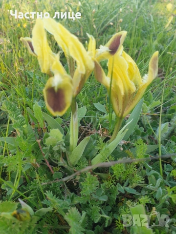 Мини ирис/джудже/перуника, снимка 9 - Разсади - 54168015