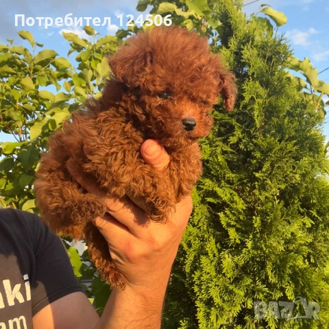 Той пудел пуделче , снимка 3 - Пудели - 54549598