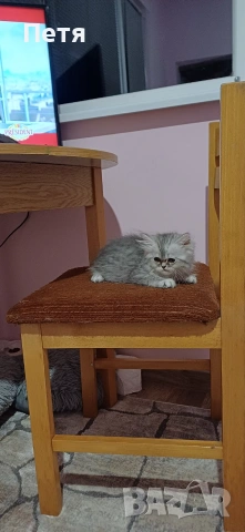 Персийски котенца, снимка 4 - Персийска - 46129032
