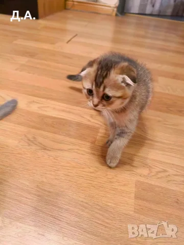 🐾 Чистокръвни котенца Scottish Fold – Golden & Silver 🐾, снимка 3 - Чинчили - 55353347