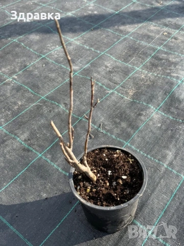 Магнолия Мерил Стелата, снимка 2 - Градински цветя и растения - 54000337