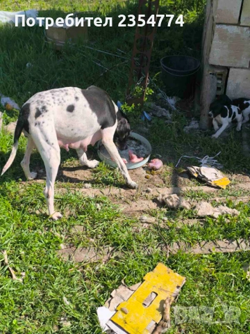 малки поинтери, снимка 4 - Пойнтер - 54347501