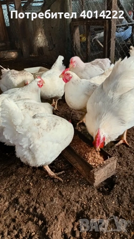 Яйца от Бял плимутрок. , снимка 3 - други­ - 53990192