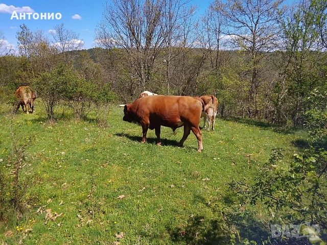 Бици и юница , снимка 3 - Крави - 54564122