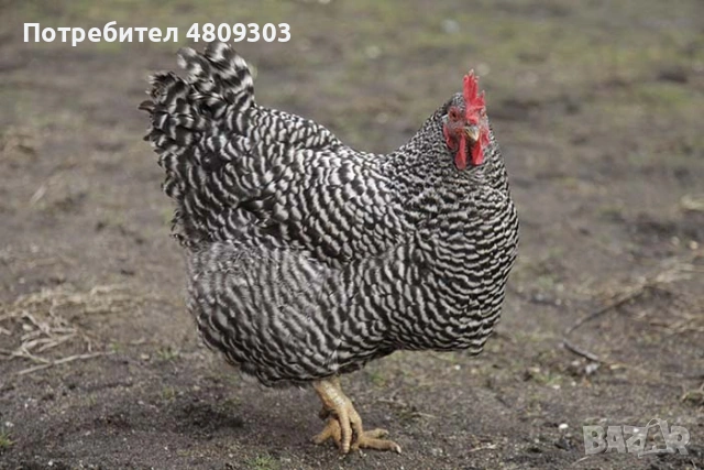 Кокошки Мехелен, снимка 4 - Кокошки и пуйки - 54426712