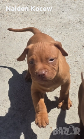 Pitbull red nos, снимка 4 - Питбул - 55259934
