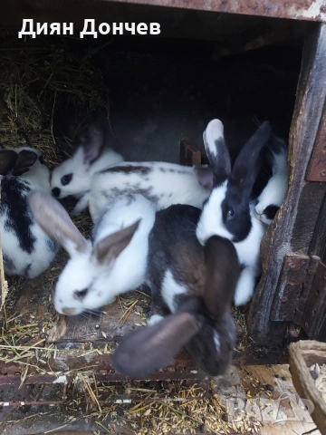 Продавам зайци 