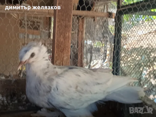 Гълъби демкежи топ качество , снимка 12 - Гълъби - 49071204