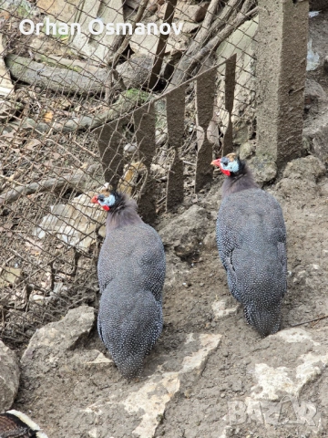 Токачки, снимка 3 - Кокошки и пуйки - 54142856