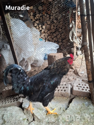 Черен Петел  за разплод , снимка 4 - други­ - 54128213