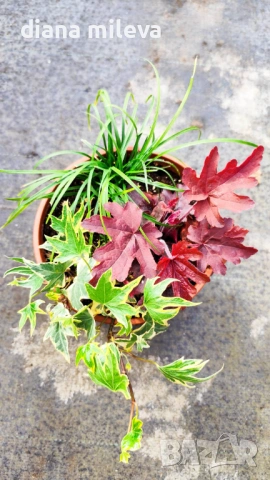 Аранжировка от вечнозелени и студоустойчиви растения за сянка!!!, снимка 5 - Градински цветя и растения - 53304418