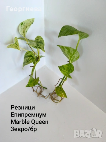 сциндапсус, епипремнум, снимка 4 - Стайни растения - 54716778